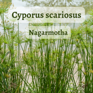 Cyoorus scariosus