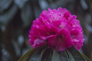 Fleur de rhododendron