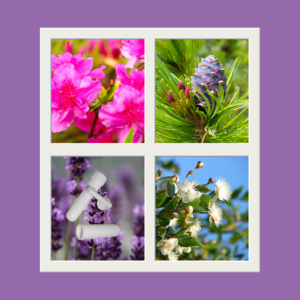 Photos de fleurs