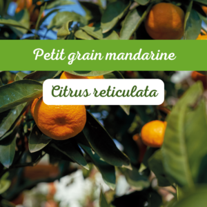 Petit grain mandarine