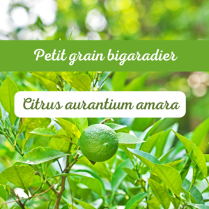 Petit grain bigaradier