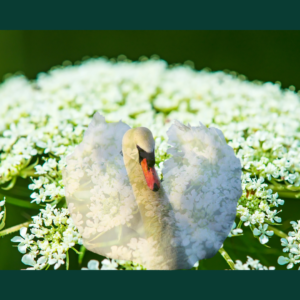 Fleur de carotte