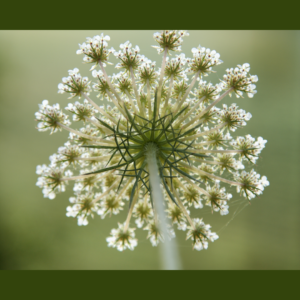 Fleur de carotte sauvage