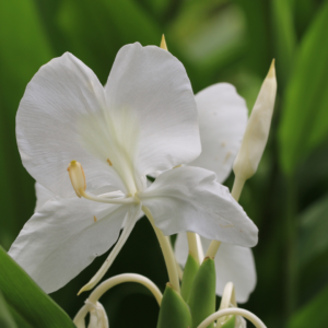Gingembre papillon fleur