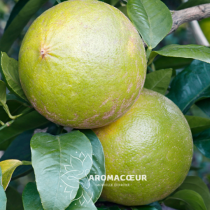 Bergamote