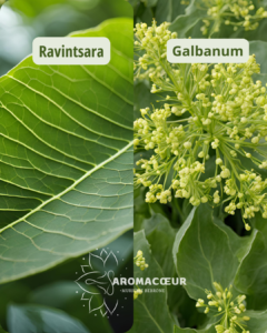 Galbanum, Ravintsara