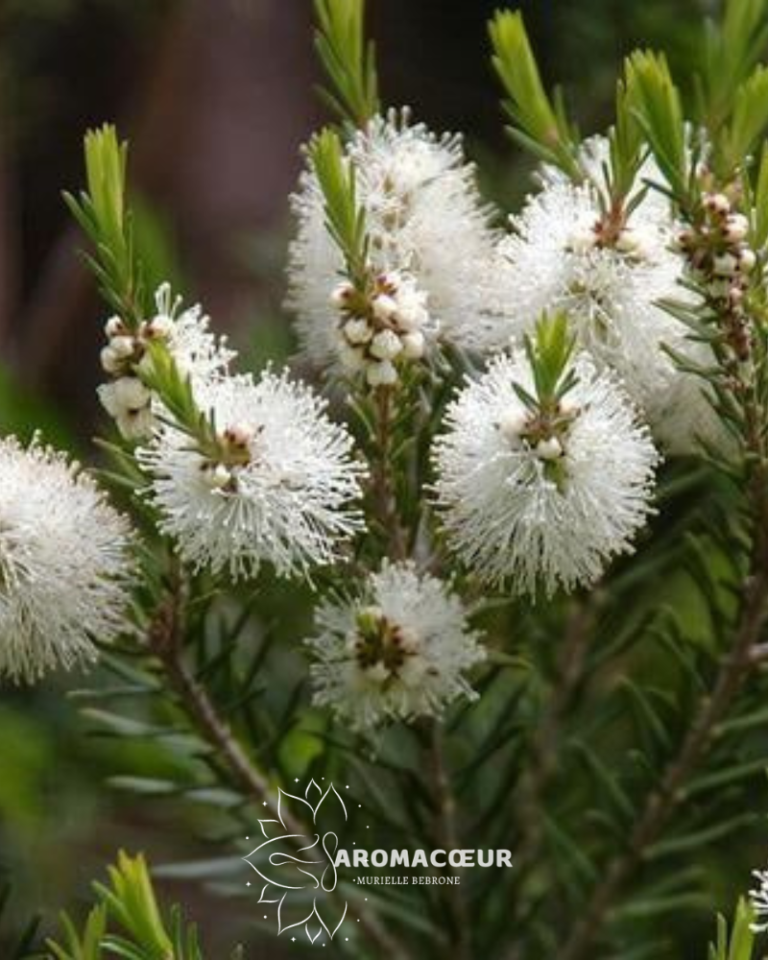 Tea Tree