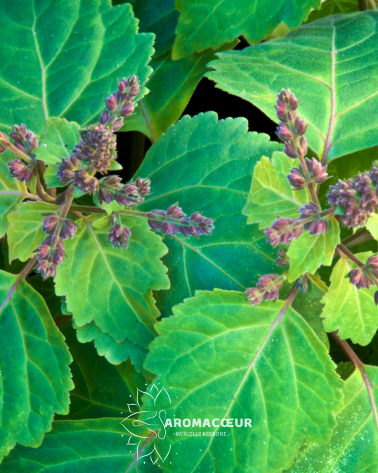 Patchouli