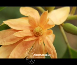Fleur de Champaca