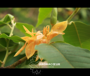Fleur de Champaca