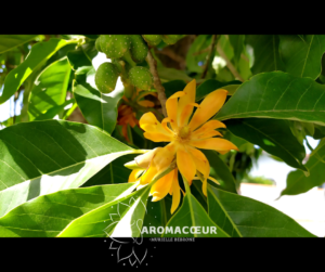 Fleur de Champaca