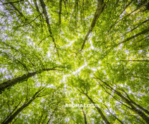 Arbre