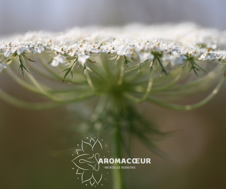 Photo fleur de carotte
