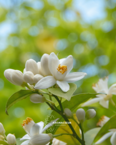 Fleurs d'oranger