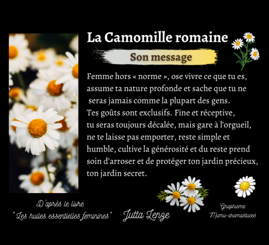 Camomille noble