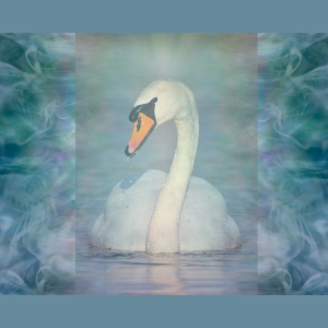 Cygne Cygne