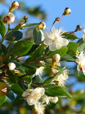 Myrtus communis
