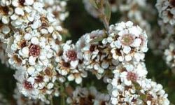 australian_fragonia australian_fragonia