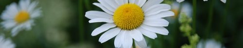 chamomile-3397518_640