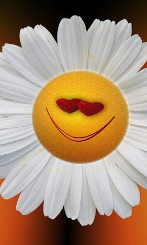 marguerite-74886_640 marguerite-74886_640