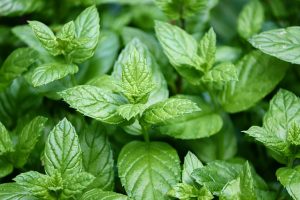 peppermint-4487398_640 peppermint-4487398_640