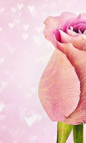 rose-3142527_640 rose-3142527_640