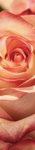 rose-3189198_640 rose-3189198_640