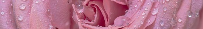 rose-4664223_640 rose-4664223_640