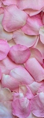 rose-petals-3194062_640 rose-petals-3194062_640