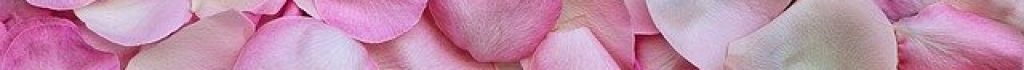 rose-petals-3194062_640 rose-petals-3194062_640
