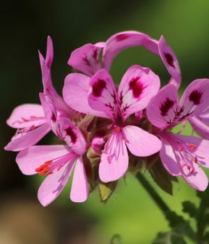 rosengeranie-4277929_640