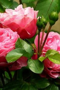 roses-279583_640 roses-279583_640