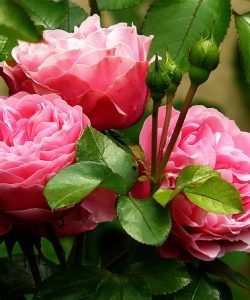 roses-279583_640 roses-279583_640
