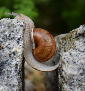 snail-1447233_640 snail-1447233_640